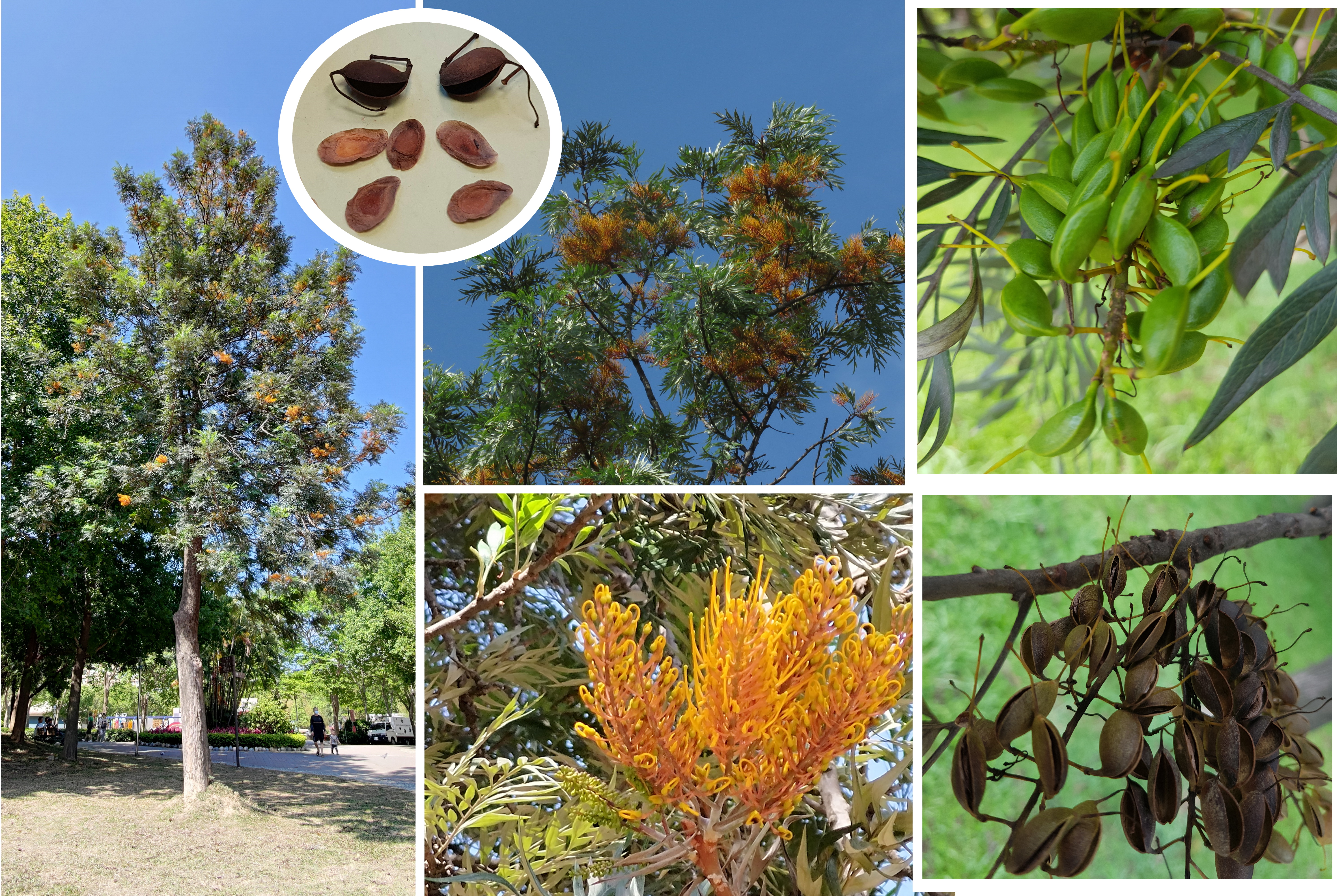 四號公園植栽(解說)：銀樺