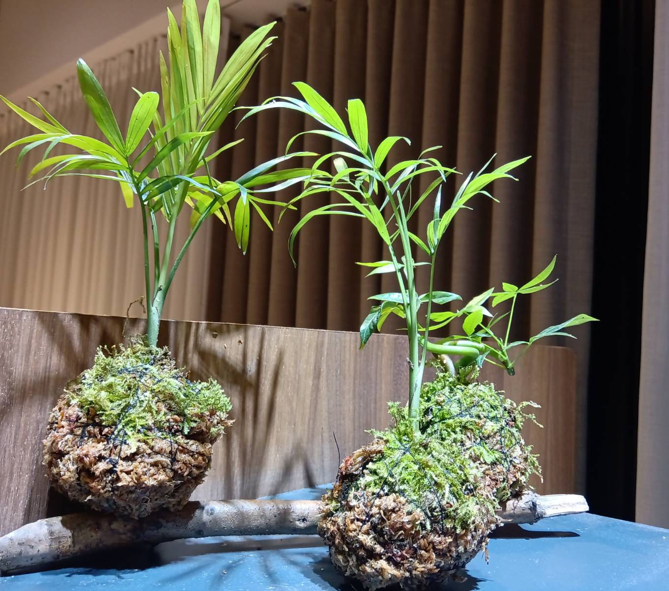 108年＊臺灣閱讀節系列＊　療育森林-水苔球　 /「愛上下雨天」故事體驗工作坊