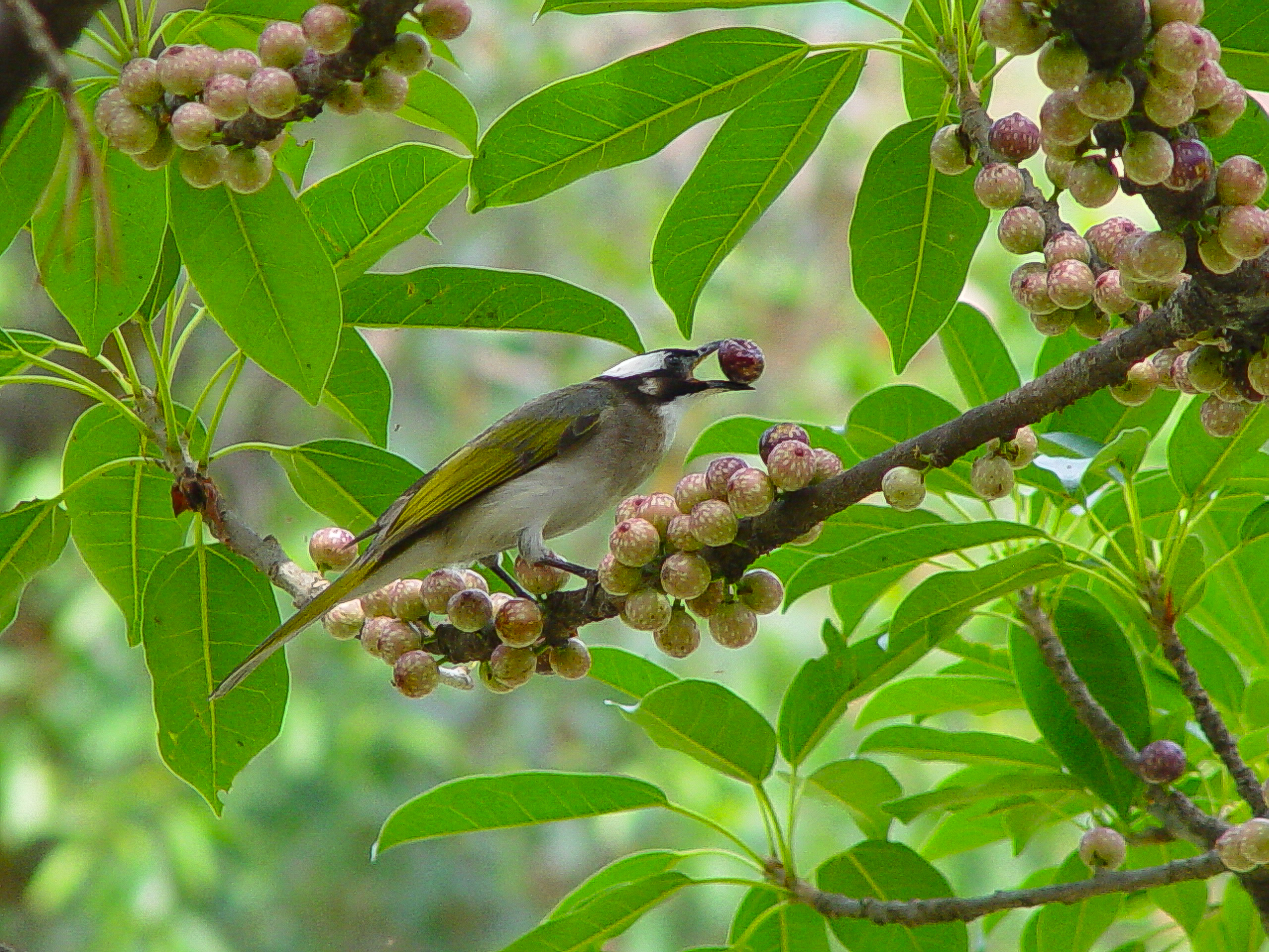新生門外進食雀榕果實中的白頭翁